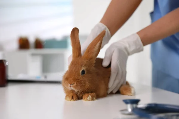 Professional veterinarian examining bunny in clinic, closeup