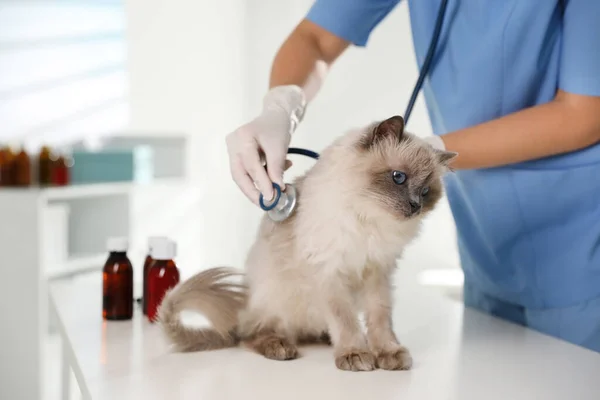 専門の獣医師が診療所で猫を診察します — ストック写真