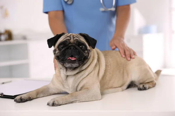 Κτηνίατρος Εξετάζει Χαριτωμένο Σκυλί Pug Στην Κλινική Closeup Ημέρα Εμβολιασμού — Φωτογραφία Αρχείου