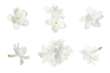 Beyaz arkaplanda mis kokulu leylak çiçekleri.