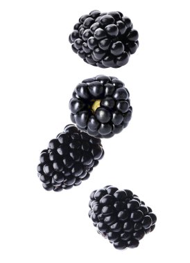 Beyaz arka plana düşen taze böğürtlenler