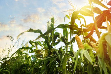 Güneşli güzel gökyüzünün altındaki mısır tarlası, alçak açı