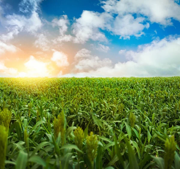 Maisfeld Unter Schönem Himmel Mit Wolken Sonnigen Morgen — Stockfoto