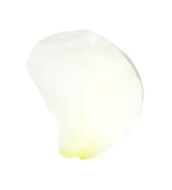 Şakayık çiçeğinin yaprağı beyazda izole edilmiş.