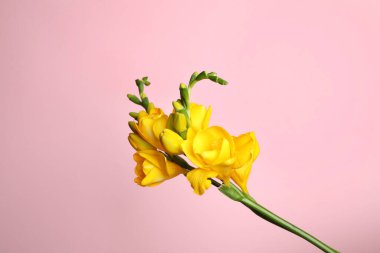 Pembe arka planda güzel sarı frezya çiçeği