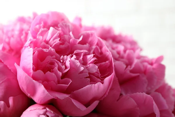 Красивые Розовые Пионы Светлом Фоне Крупный План — стоковое фото