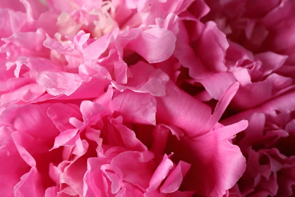 Vista Cerca Hermosas Flores Peonía Rosa — Foto de Stock