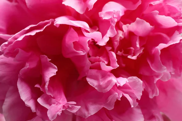 Vista Cerca Hermosa Flor Peonía Rosa — Foto de Stock