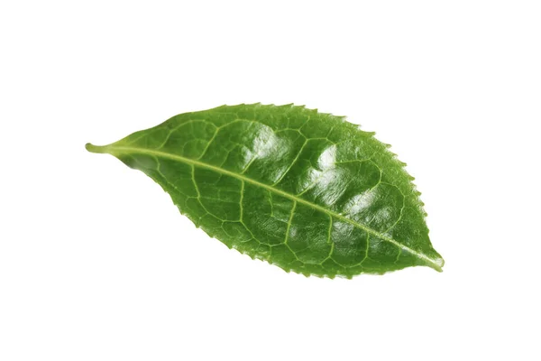 Foglia Verde Pianta Isolato Bianco — Foto Stock