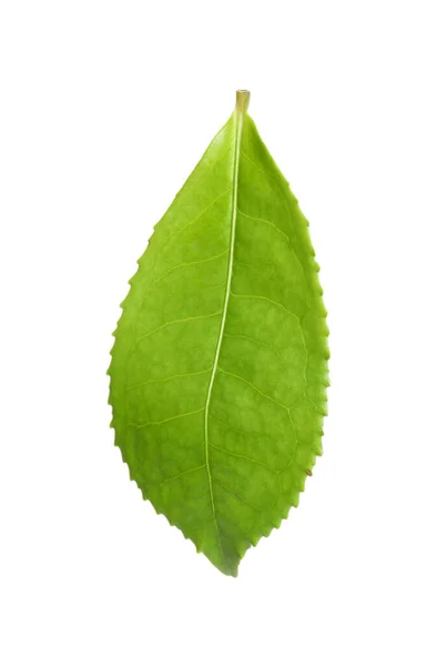 Grünes Blatt Der Teepflanze Isoliert Auf Weißem — Stockfoto