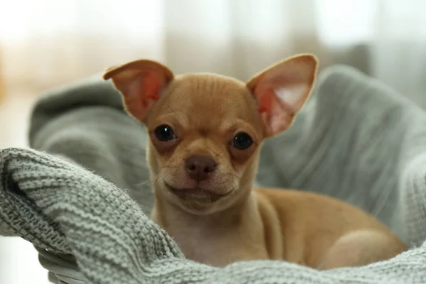 Leuke Chihuahua Puppy Deken Binnen Baby Dier — Stockfoto