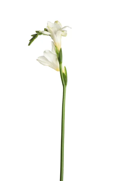 美丽的盛开的菊花 在白色上被隔离 — 图库照片