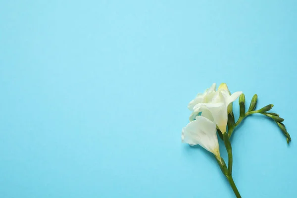 Beautiful Freesia Flowers Light Blue Background Top View Space Text — Stock Photo, Image