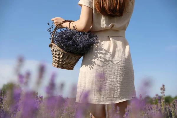 Jonge Vrouw Met Rieten Mand Vol Lavendel Bloemen Het Veld — Stockfoto