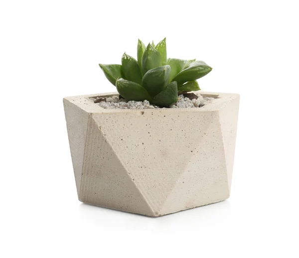 Planta Suculenta Vaso Concreto Isolado Branco — Fotografia de Stock