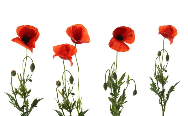 Belles Fleurs Pavot Rouge Isolées Sur Blanc — Photo