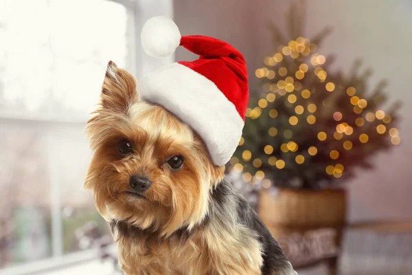 Mignon Yorkshire Terrier Chien Avec Chapeau Père Noël Chambre Décorée — Photo