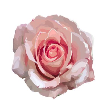 Beyaz arka planda güzel bir gül çizimi. Şık tasarım