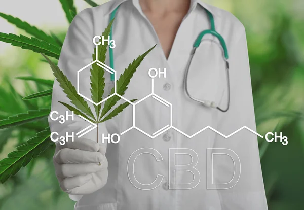 Wetenschapper Met Hennep Plantenblad Groene Achtergrond Close Cbd Formule — Stockfoto