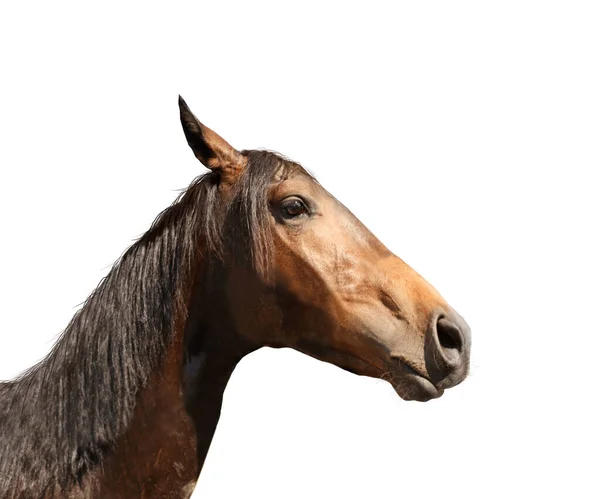 Nahaufnahme Des Braunen Pferdes Isoliert Auf Weiß Schönes Haustier — Stockfoto