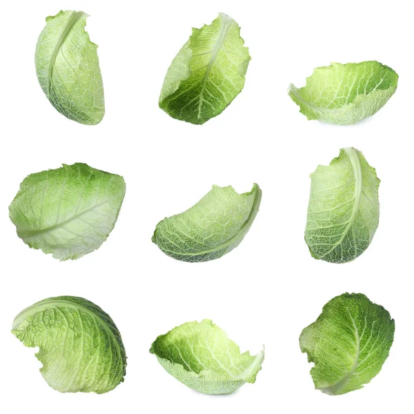 Fresh Savoy Cabbage Leaves White Background — Stock Photo, Image