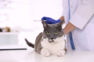 Profesyonel veteriner klinikte sevimli kedi aşısı, yakın plan.
