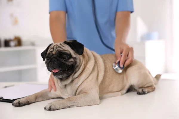 Veterinário Examinando Cão Pug Bonito Clínica Close Dia Vacinação — Fotografia de Stock