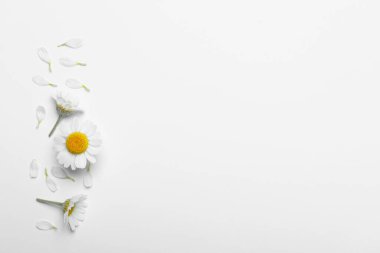 Düz kompozisyon ve beyaz arka planda taze papatya çayı. Metin için boşluk