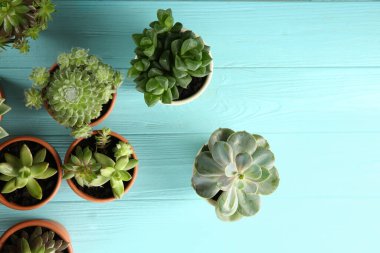Açık mavi ahşap masa üzerinde birçok farklı echeverias, düz yatıyordu. Güzel sulu bitkiler.