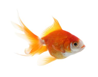 Güzel, parlak, beyaz balık.