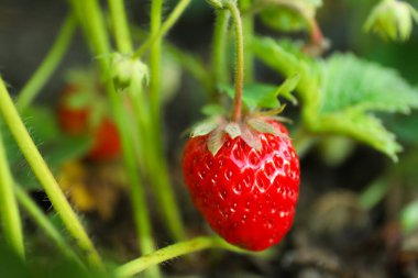 Olgunlaşan böğürtlen tarlasında yetişen çilek bitkisi, yakın plan
