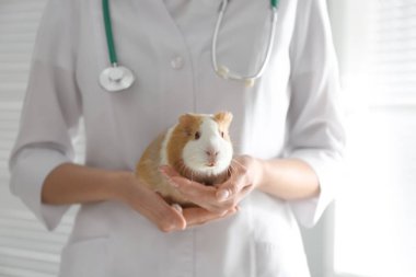 Klinikte deney yapan kadın veteriner, yakın plan.