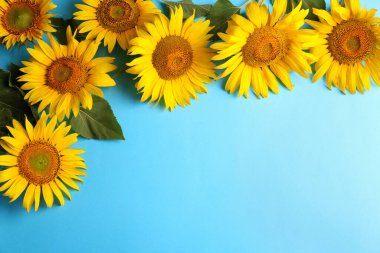 Açık mavi arka planda güzel parlak ayçiçekleri, düz yatıyordu. Metin için boşluk