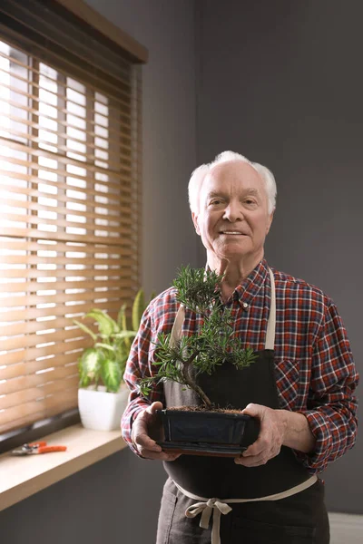 Starszy Pan Japońską Fabryką Bonsai Przy Oknie Środku Tworzenie Atmosfery — Zdjęcie stockowe