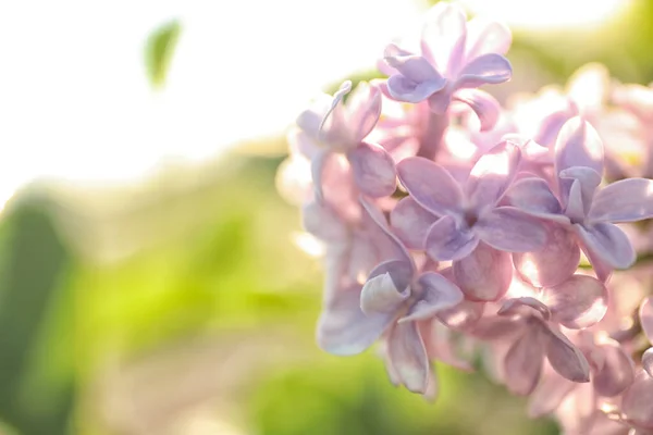 Vista Close Bela Floração Arbusto Lilás Livre Dia Ensolarado — Fotografia de Stock