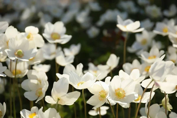 Piękny Kwitnący Japoński Anemon Kwiaty Zewnątrz Wiosenny Dzień — Zdjęcie stockowe