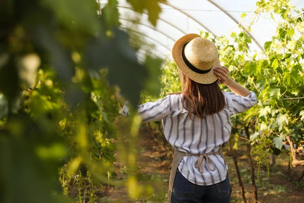 Wanita Antara Tanaman Anggur Dibudidayakan Rumah Kaca — Stok Foto