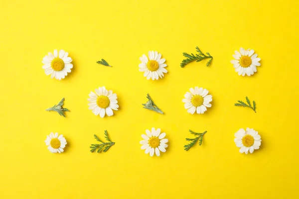 Flat Lay Composition Fresh Chamomiles Yellow Background — Stock Photo, Image