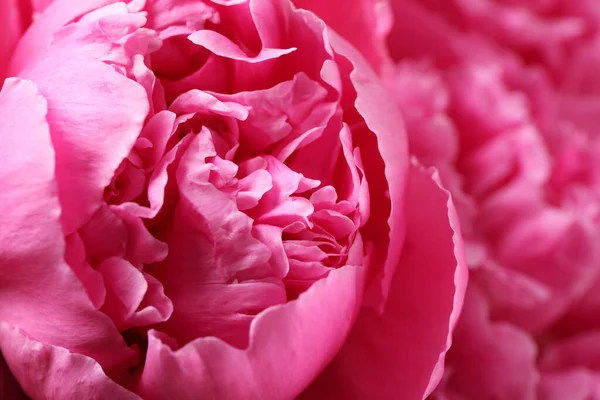 Schöne Rosa Pfingstrose Auf Verschwommenem Hintergrund Nahaufnahme — Stockfoto
