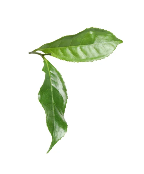 Green Leaves Tea Plant Isolated White — Stock Photo, Image
