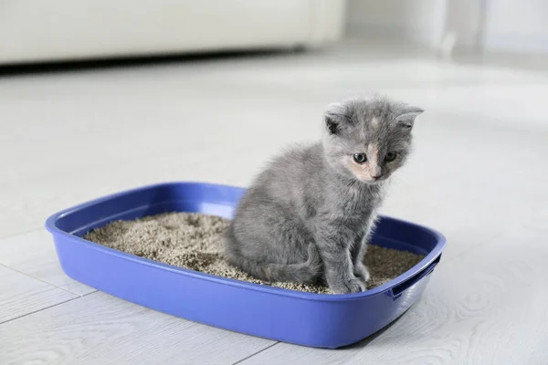 Cute British Shorthair Kitten Litter Box Home — Stock Photo, Image