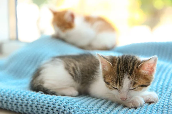 Söt Liten Kattunge Sover Blå Filt Närbild Bebisdjur — Stockfoto