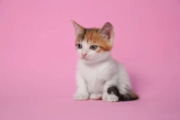 Lindo Gatito Sobre Fondo Rosa Bebé Animal — Foto de Stock