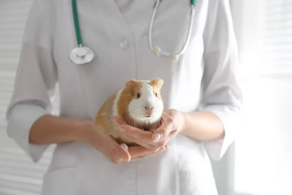 Vrouwelijke Dierenarts Onderzoek Cavia Kliniek Close — Stockfoto