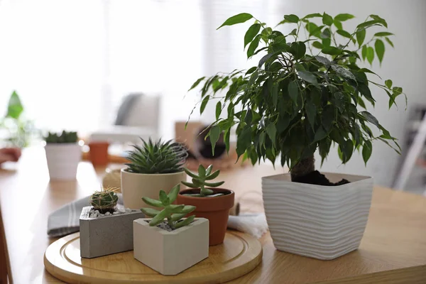 Schöne Topfpflanzen Auf Dem Holztisch Hause Engagiertes Hobby — Stockfoto