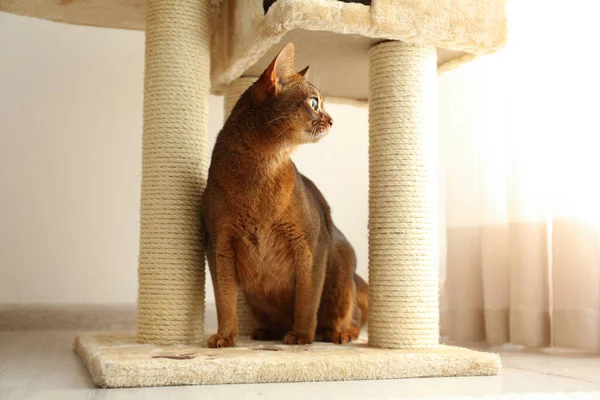 Hermoso Gato Abisinio Árbol Mascotas Casa Hermosa Mascota — Foto de Stock