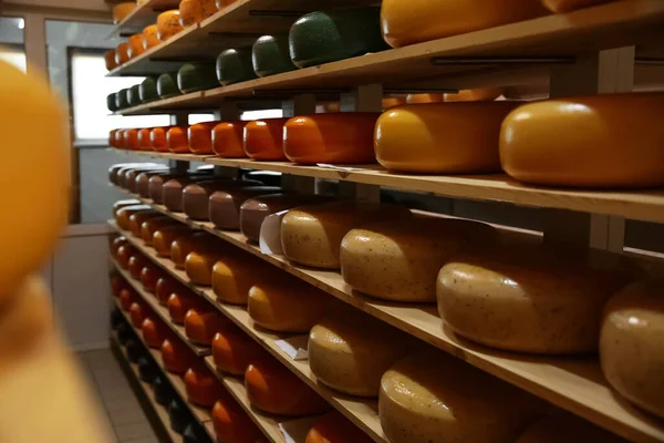 Cabeças Queijo Fresco Rack Armazém Fábrica — Fotografia de Stock