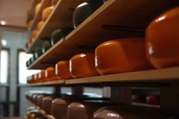 工場倉庫の棚に新鮮なチーズの頭 — ストック写真