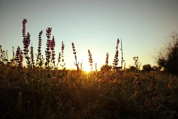 Vackra Vilda Blommor Fält Vid Soluppgången Tidig Morgon Landskap — Stockfoto