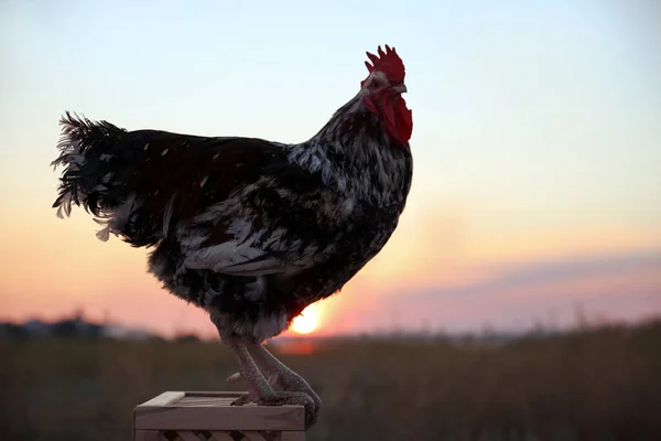 Big Domestic Rooster Wooden Stand Sunrise Morning Time — Stock Photo, Image